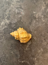 Load image into Gallery viewer, Vintage Gold Shell Pin Holder
