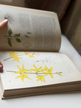 Load image into Gallery viewer, The Illustrated Guide to Ornamental Shrubs
