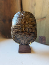 Load image into Gallery viewer, Turtle Shell on Stand
