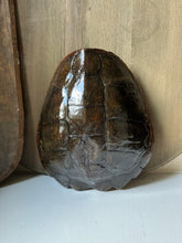 Load image into Gallery viewer, Vintage Snapper Turtle Shell
