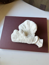 Load image into Gallery viewer, Vintage White Catspaw Coral
