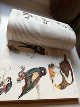 Load image into Gallery viewer, Birds Their Life-Their Ways-Their World Book
