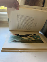 Load image into Gallery viewer, Audubon Birds of America
