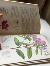 Load image into Gallery viewer, The Illustrated Guide to Ornamental Shrubs
