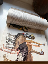 Load image into Gallery viewer, Birds Their Life-Their Ways-Their World Book
