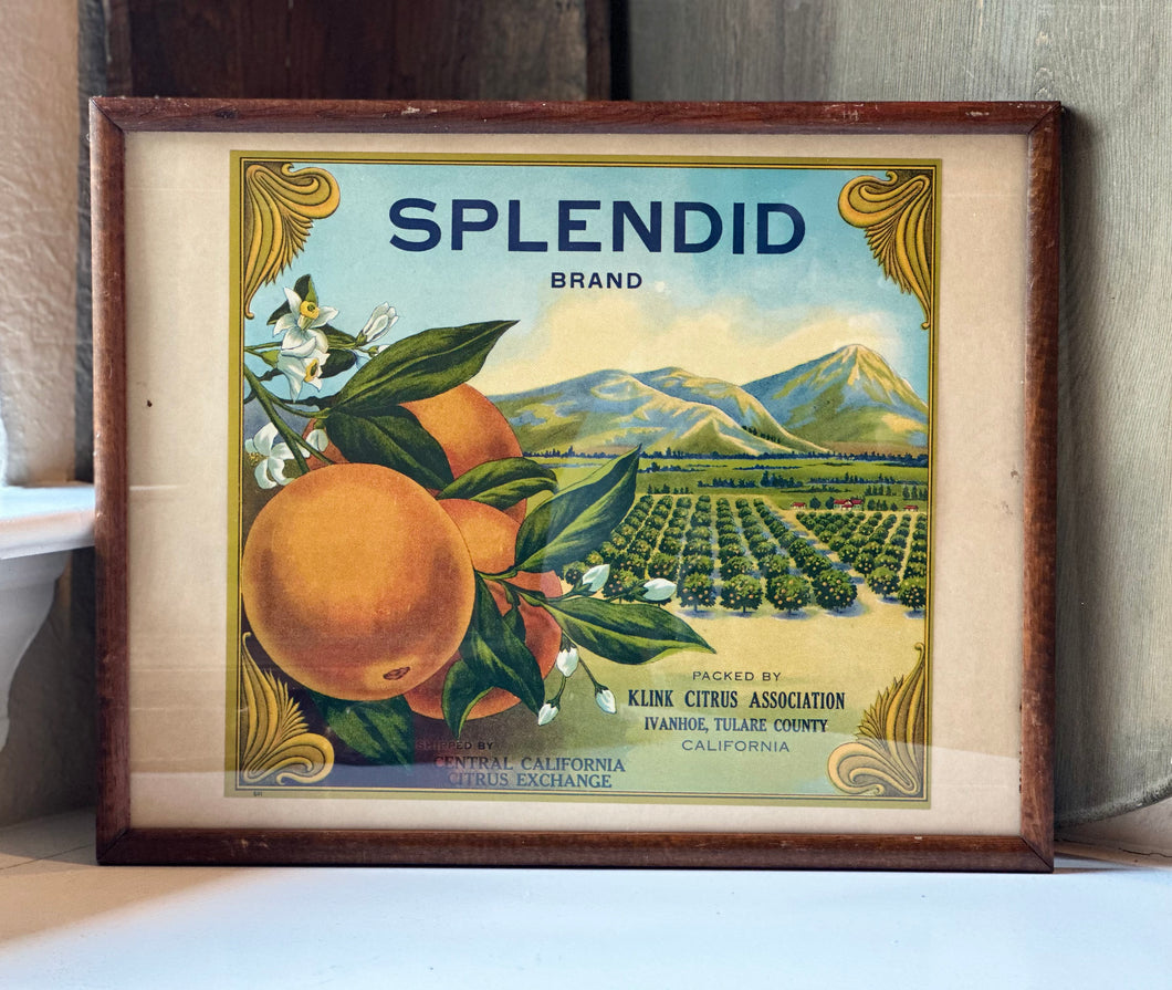 Vintage Splendid Citrus Crate Label Lithograph